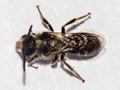 Lasioglossum leucozonium